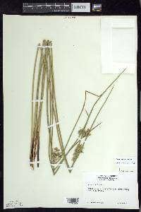 Juncus pylaei image