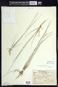 Juncus pelocarpus image