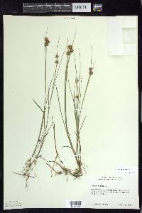 Juncus nodosus image