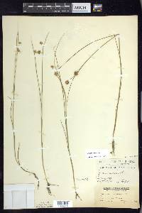 Juncus nodosus image