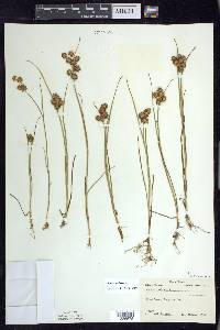 Juncus nodosus image