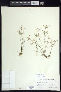 Juncus pelocarpus image