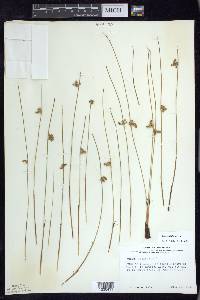 Juncus filiformis image