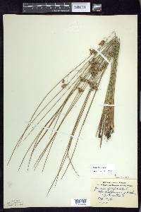 Juncus filiformis image