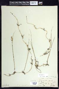 Juncus nodosus image