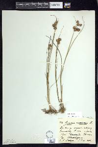 Juncus nodosus image