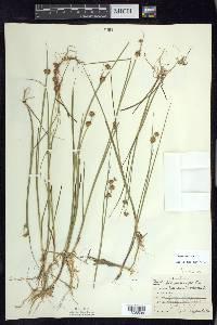 Juncus nodosus image