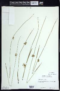 Juncus filiformis image