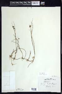 Juncus nodosus image