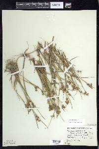 Juncus nodosus image