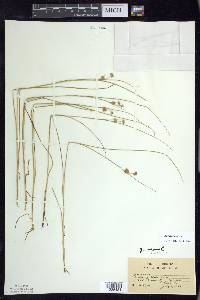 Juncus nodosus image