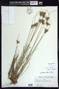 Juncus greenei image