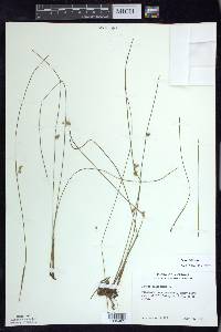 Juncus filiformis image