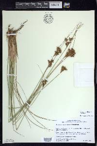 Juncus greenei image