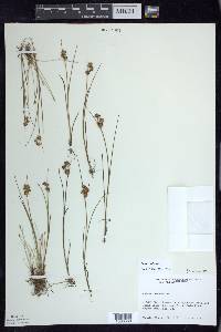 Juncus nodosus image