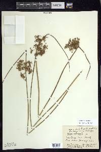 Juncus pylaei image