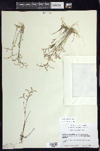 Juncus pelocarpus image