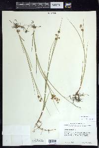 Juncus nodosus image