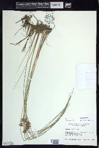 Juncus filiformis image