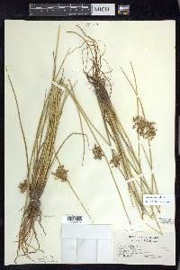 Juncus pylaei image