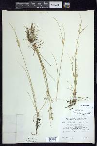 Juncus tenuis var. tenuis image