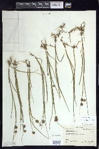 Juncus nodosus image