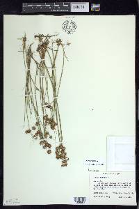 Juncus nodosus image