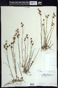 Juncus nodosus image