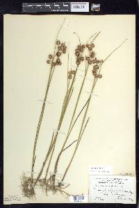 Juncus nodosus image