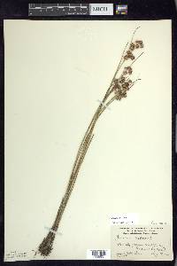 Juncus nodosus image