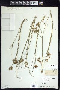 Juncus nodosus image