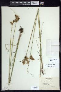 Juncus greenei image