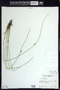 Juncus pylaei image