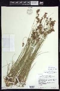 Juncus compressus image