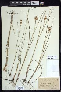 Juncus nodosus image