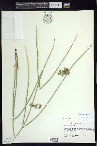 Juncus pylaei image