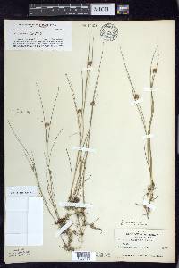 Juncus nodosus image