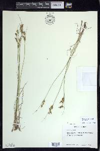 Juncus greenei image