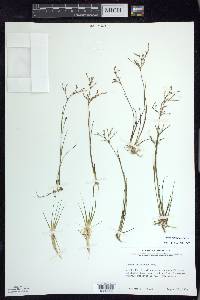 Juncus pelocarpus image