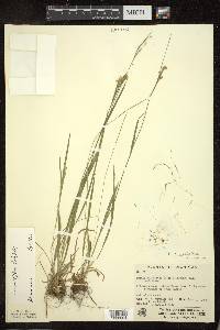 Luzula multiflora image