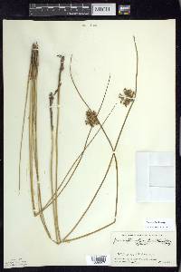 Juncus pylaei image