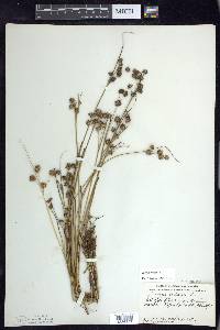 Juncus nodosus image