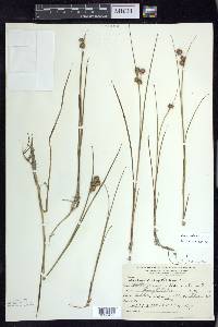 Juncus nodosus image