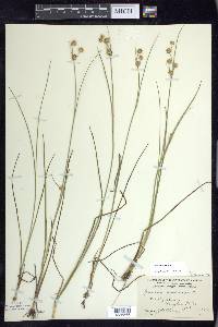 Juncus nodosus image