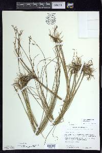 Juncus gerardii image