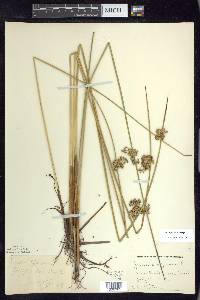 Juncus pylaei image