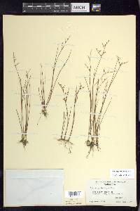 Juncus pelocarpus image