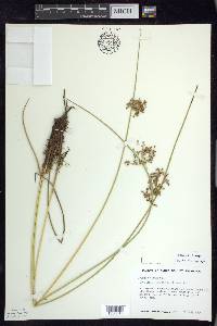 Juncus pylaei image