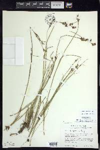 Juncus compressus image