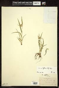 Luzula multiflora image